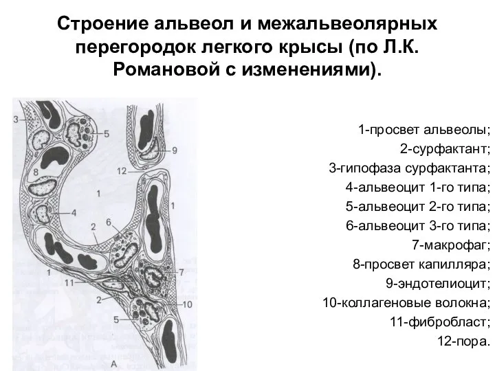 Строение альвеол и межальвеолярных перегородок легкого крысы (по Л.К.Романовой с изменениями).