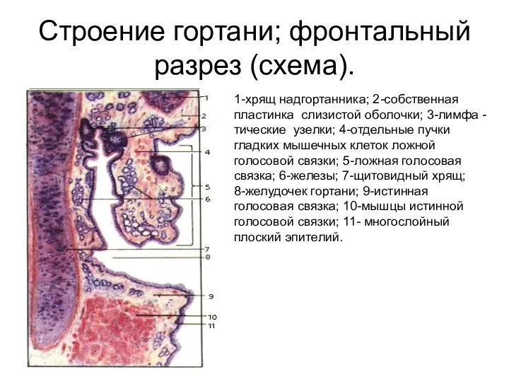 Строение гортани; фронтальный разрез (схема). 1-хрящ надгортанника; 2-собственная пластинка слизистой оболочки;