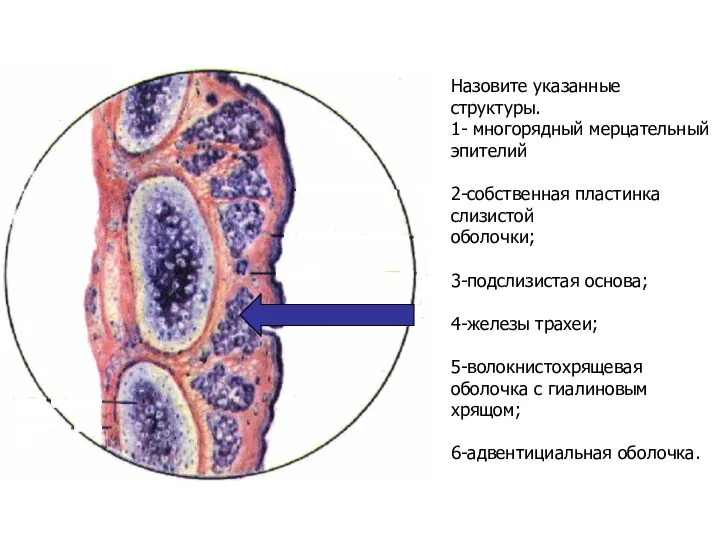 Назовите указанные структуры. 1- многорядный мерцательный эпителий 2-собственная пластинка слизистой оболочки;