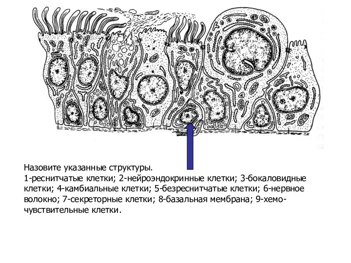 Назовите указанные структуры. 1-реснитчатые клетки; 2-нейроэндокринные клетки; 3-бокаловидные клетки; 4-камбиальные клетки;