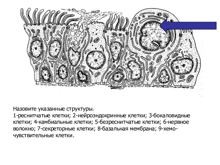 Назовите указанные структуры. 1-реснитчатые клетки; 2-нейроэндокринные клетки; 3-бокаловидные клетки; 4-камбиальные клетки;