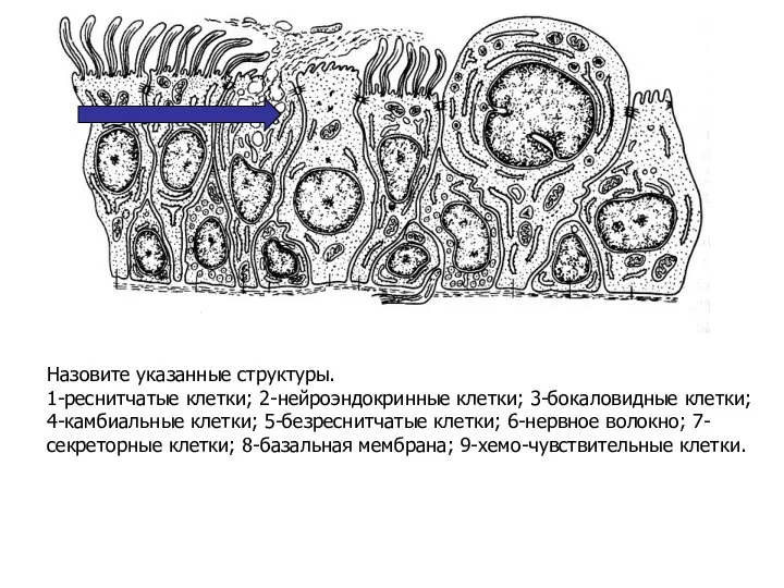 Назовите указанные структуры. 1-реснитчатые клетки; 2-нейроэндокринные клетки; 3-бокаловидные клетки; 4-камбиальные клетки;