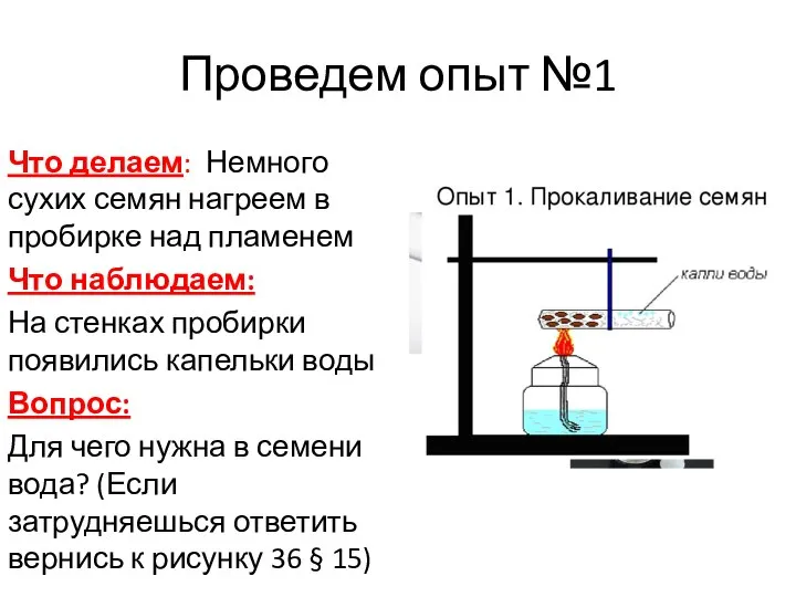 Проведем опыт №1 Что делаем: Немного сухих семян нагреем в пробирке