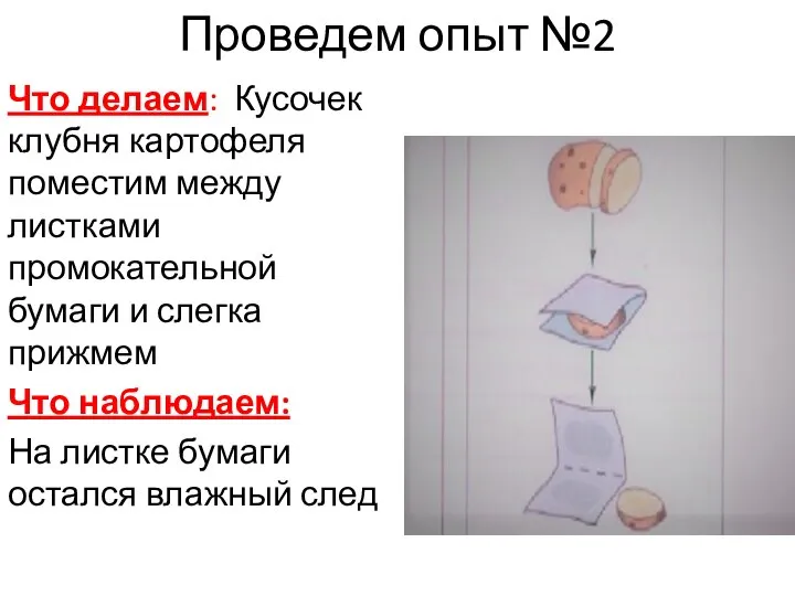 Проведем опыт №2 Что делаем: Кусочек клубня картофеля поместим между листками