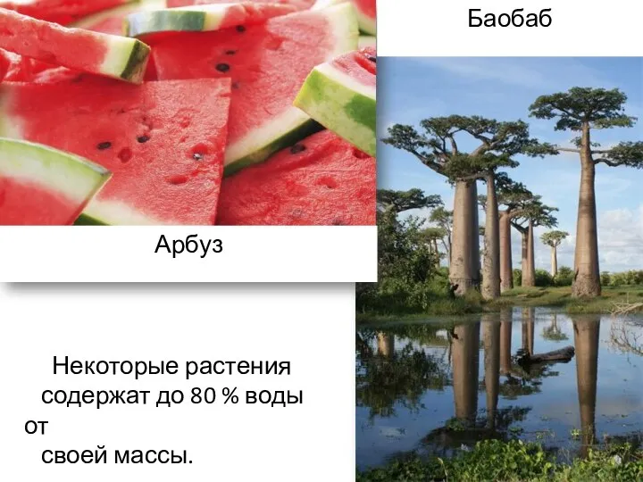 Некоторые растения содержат до 80 % воды от своей массы. Арбуз Баобаб