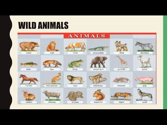 WILD ANIMALS