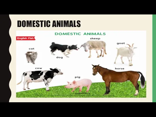 DOMESTIC ANIMALS