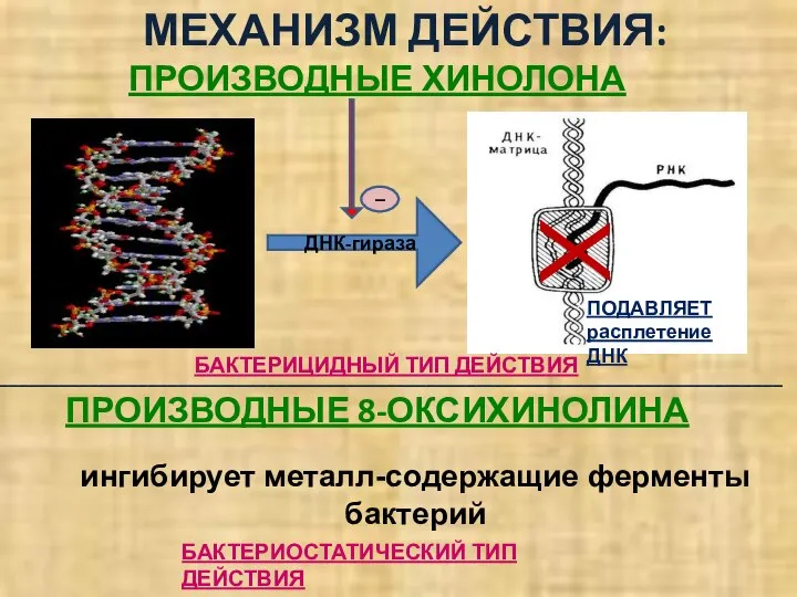 ПРОИЗВОДНЫЕ ХИНОЛОНА МЕХАНИЗМ ДЕЙСТВИЯ: ПОДАВЛЯЕТ расплетение ДНК ДНК-гираза Х БАКТЕРИЦИДНЫЙ ТИП