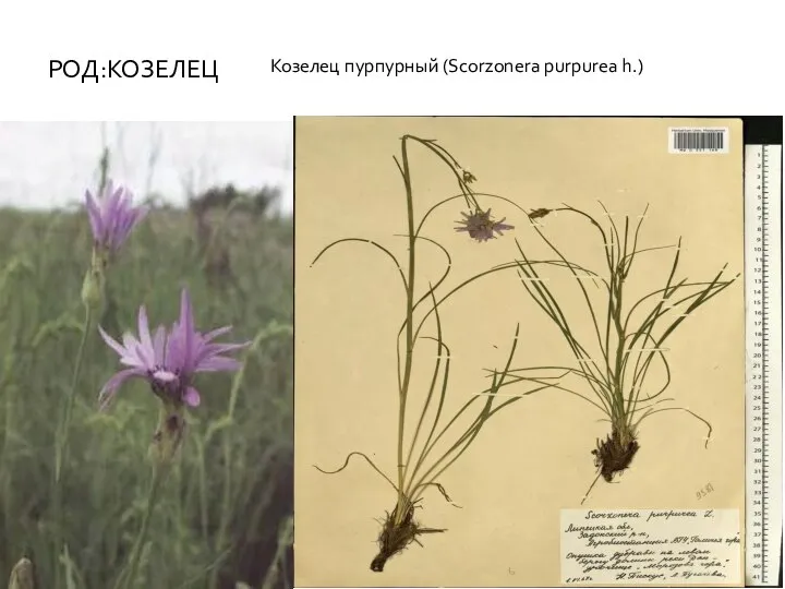 РОД:КОЗЕЛЕЦ Козелец пурпурный (Scorzonera purpurea h.)