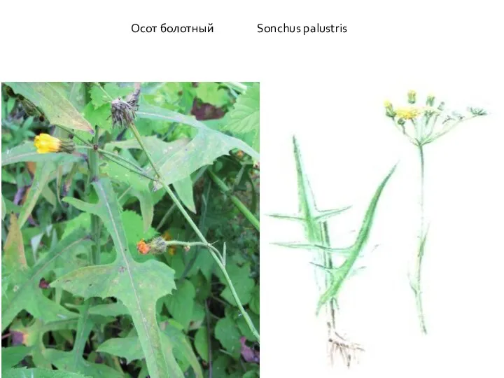 Sonchus palustris Осот болотный