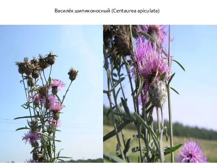 Василёк шипиконосный (Centaurea apiculata)