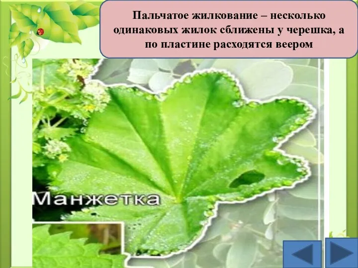 Пальчатое жилкование – несколько одинаковых жилок сближены у черешка, а по пластине расходятся веером