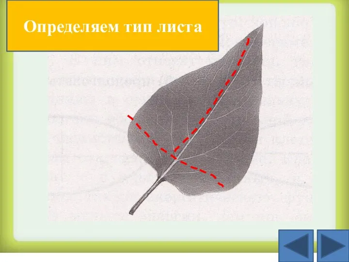 Определяем тип листа