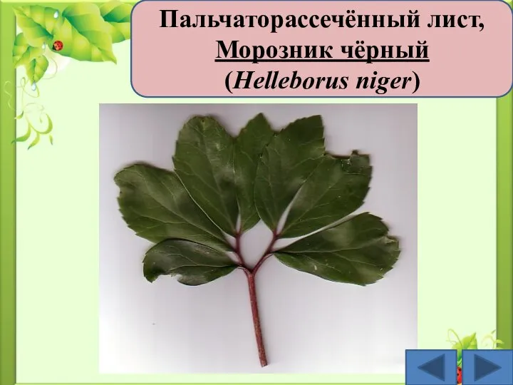 Пальчаторассечённый лист, Морозник чёрный (Helleborus niger)