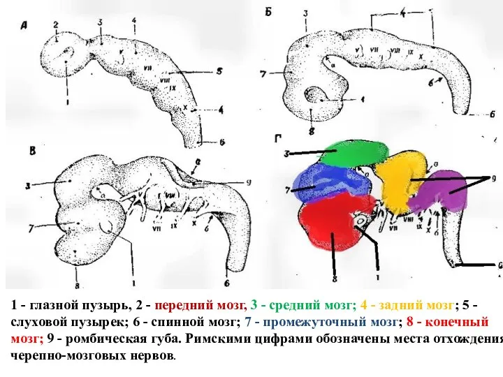 1 - глазной пузырь, 2 - передний мозг, 3 - средний