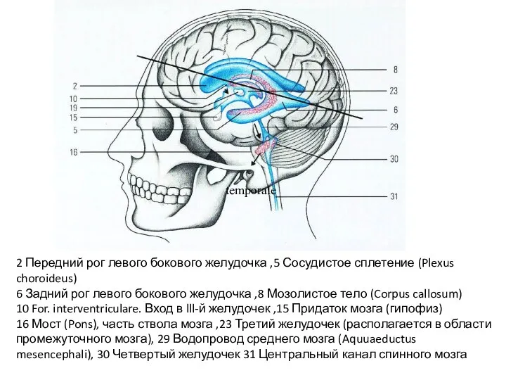 2 Передний рог левого бокового желудочка ,5 Сосудистое сплетение (Plexus choroideus)