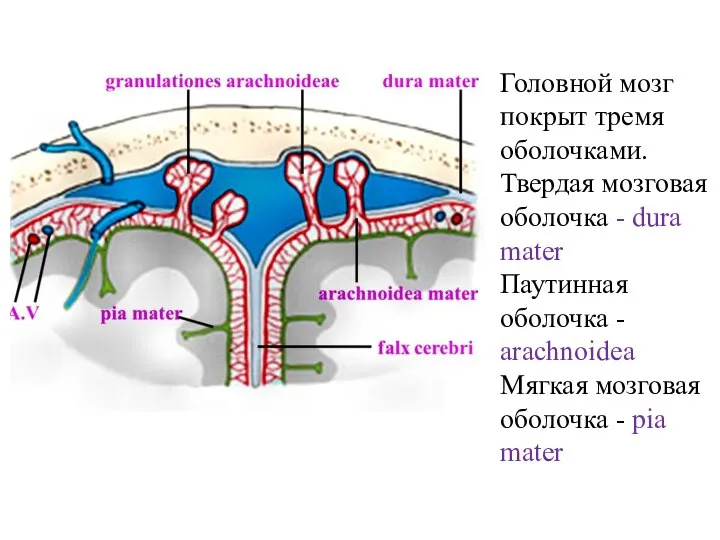 Головной мозг покрыт тремя оболочками. Твердая мозговая оболочка - dura mater