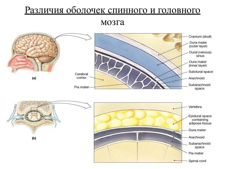 Различия оболочек спинного и головного мозга