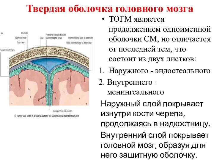 Твердая оболочка головного мозга ТОГМ является продолжением одноименной оболочки СМ, но