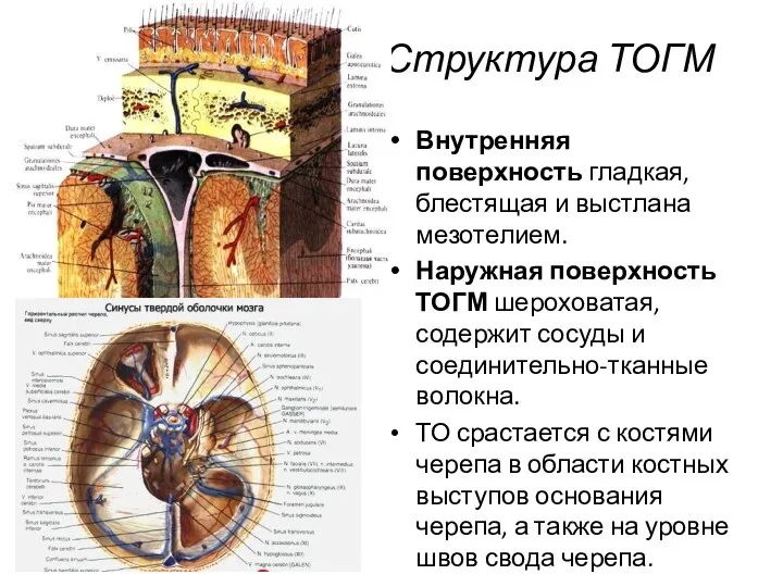 Структура ТОГМ Внутренняя поверхность гладкая, блестящая и выстлана мезотелием. Наружная поверхность