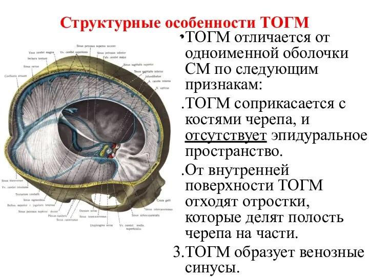 Структурные особенности ТОГМ ТОГМ отличается от одноименной оболочки СМ по следующим