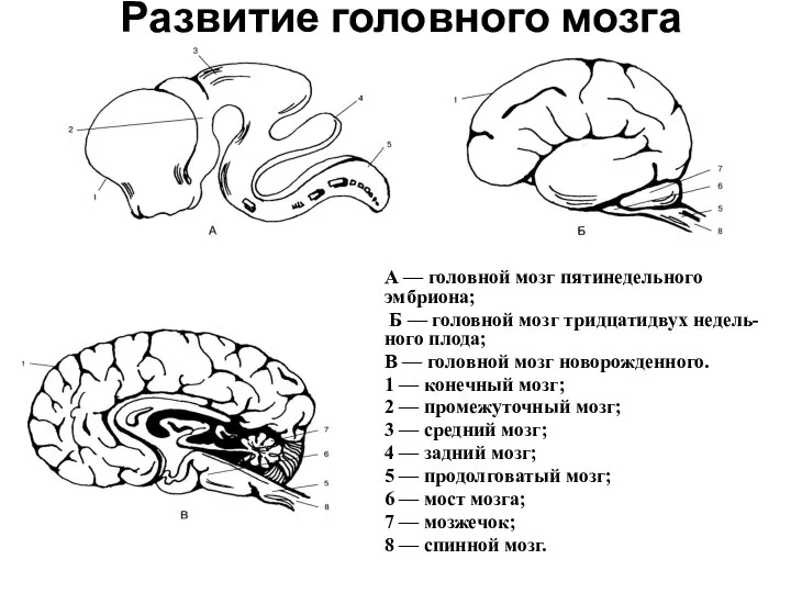 Развитие головного мозга А — головной мозг пятинедельного эмбриона; Б —