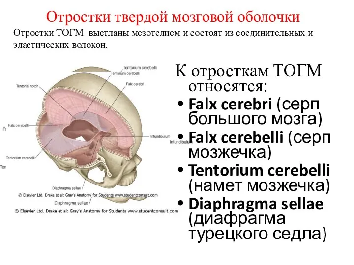 К отросткам ТОГМ относятся: Falx cerebri (серп большого мозга) Falx cerebelli