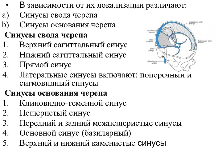 В зависимости от их локализации различают: Синусы свода черепа Синусы основания