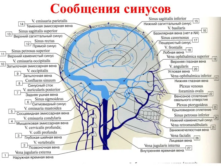 Сообщения синусов