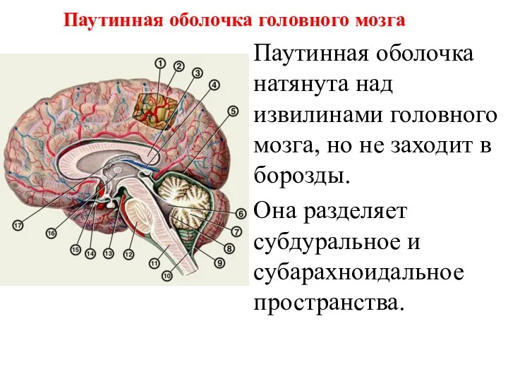 Паутинная оболочка головного мозга Паутинная оболочка натянута над извилинами головного мозга,