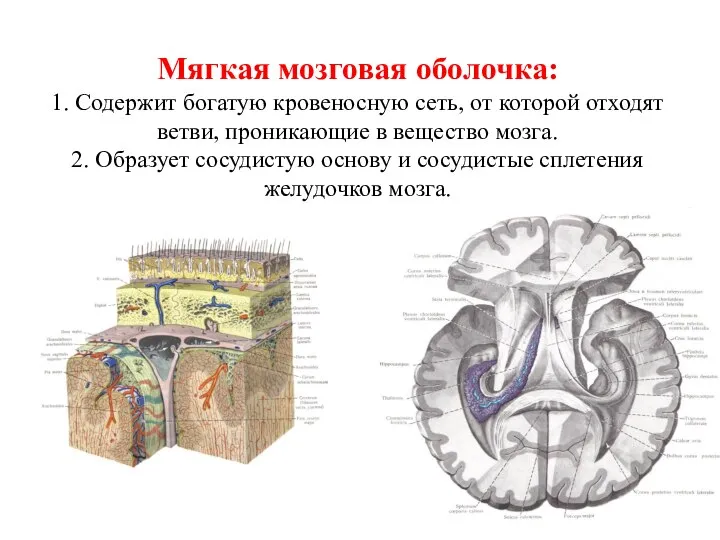 Мягкая мозговая оболочка: 1. Содержит богатую кровеносную сеть, от которой отходят