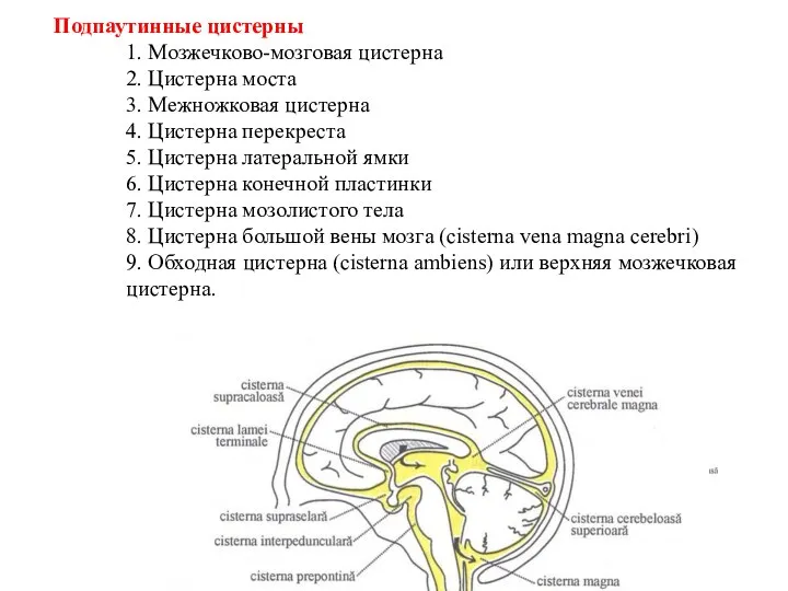 Подпаутинные цистерны 1. Мозжечково-мозговая цистерна 2. Цистерна моста 3. Межножковая цистерна