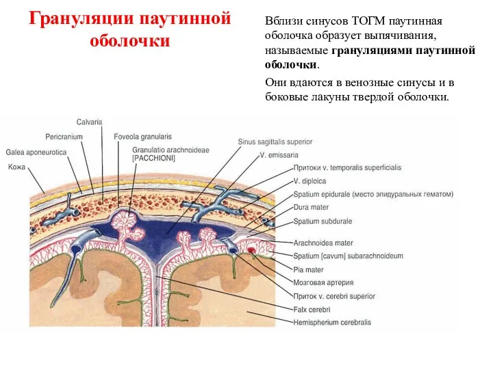 Грануляции паутинной оболочки Вблизи синусов ТОГМ паутинная оболочка образует выпячивания, называемые