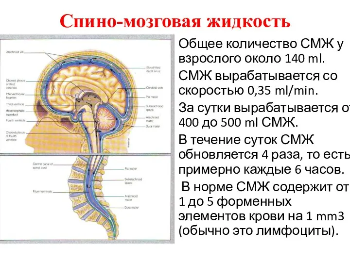 Спино-мозговая жидкость Общее количество СМЖ у взрослого около 140 ml. СМЖ