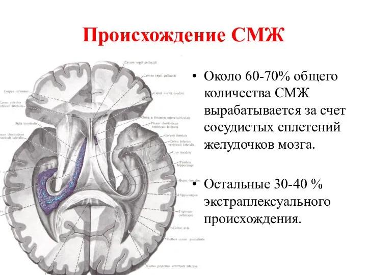 Происхождение СМЖ Около 60-70% общего количества СМЖ вырабатывается за счет сосудистых