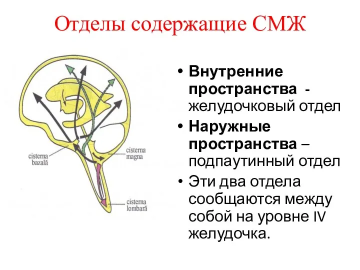 Отделы содержащие СМЖ Внутренние пространства - желудочковый отдел Наружные пространства –