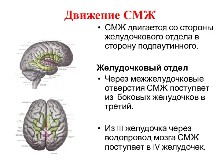 Движение СМЖ СМЖ двигается со стороны желудочкового отдела в сторону подпаутинного.