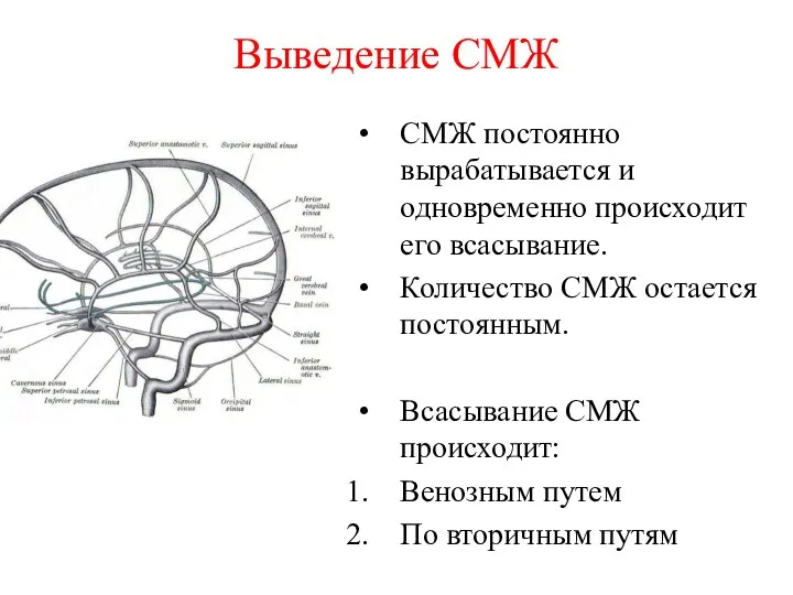 Выведение СМЖ СМЖ постоянно вырабатывается и одновременно происходит его всасывание. Количество