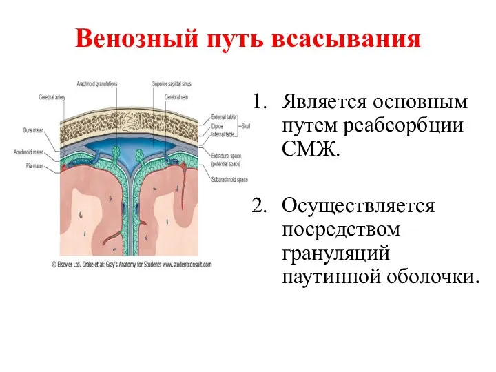 Венозный путь всасывания Является основным путем реабсорбции СМЖ. Осуществляется посредством грануляций паутинной оболочки.