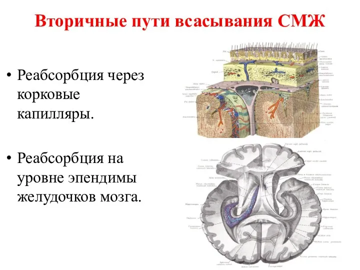 Вторичные пути всасывания СМЖ Реабсорбция через корковые капилляры. Реабсорбция на уровне эпендимы желудочков мозга.