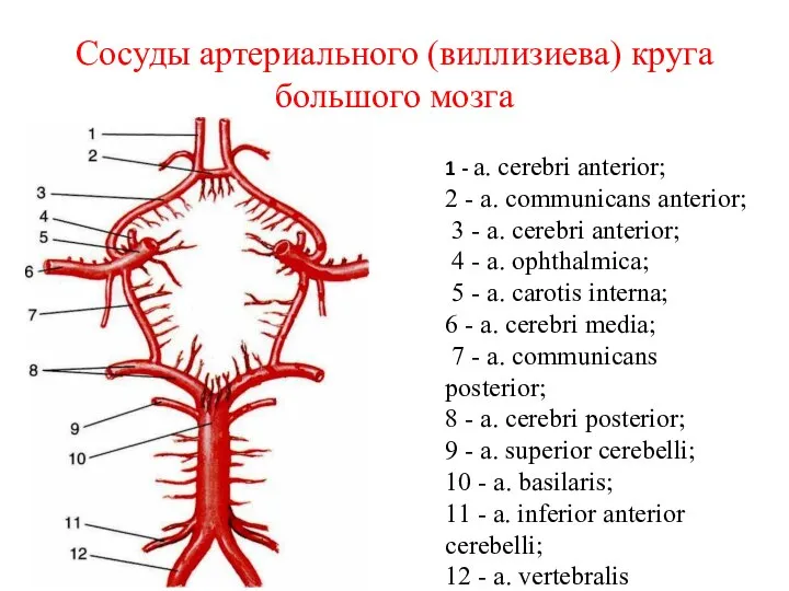 Сосуды артериального (виллизиева) круга большого мозга 1 - a. cerebri anterior;