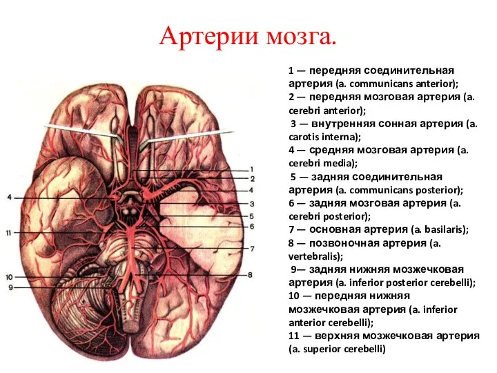 Артерии мозга. 1 — передняя соединительная артерия (a. communicans anterior); 2