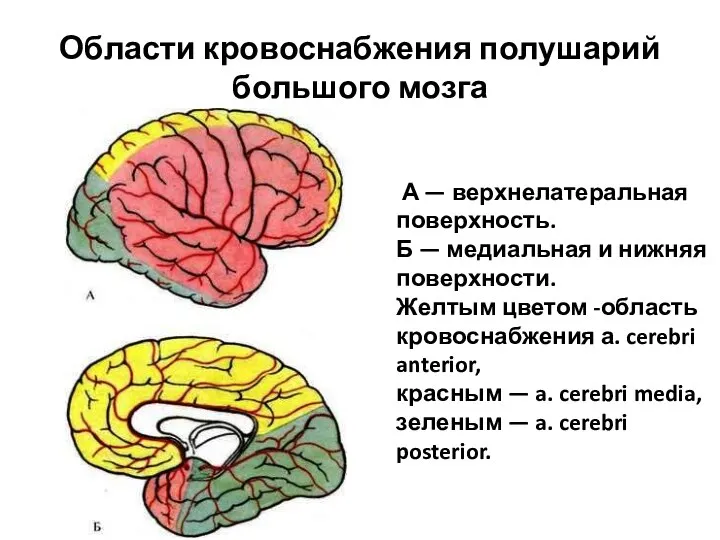 Области кровоснабжения полушарий большого мозга А — верхнелатеральная поверхность. Б —