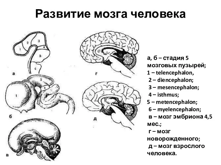 Развитие мозга человека а, б – стадия 5 мозговых пузырей; 1