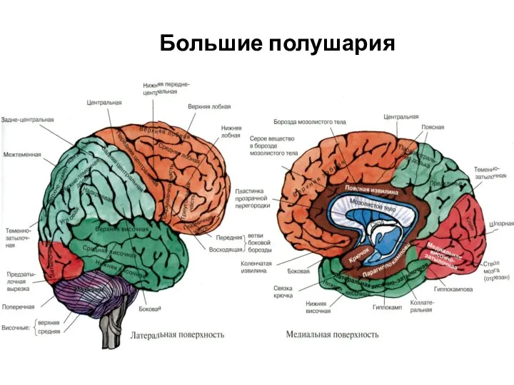 Большие полушария