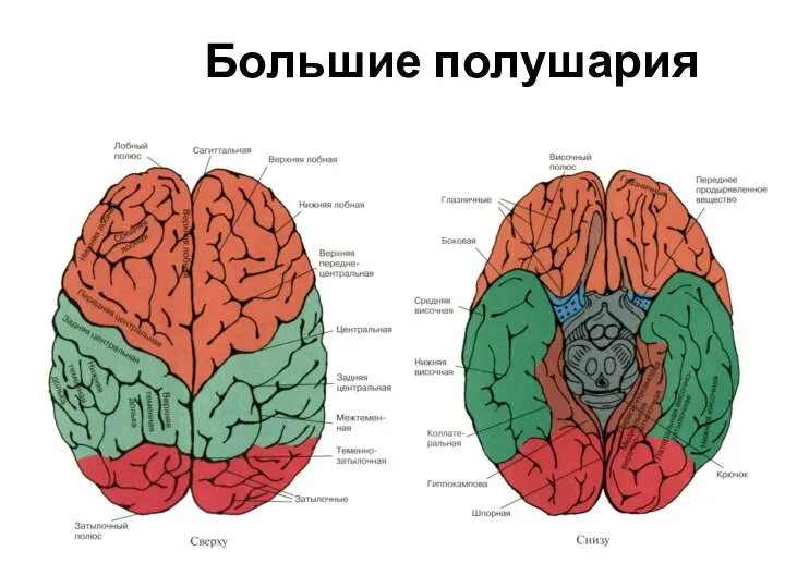 Большие полушария