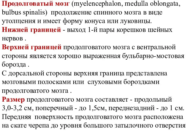 Продолговатый мозг (myelencephalon, medulla oblongata, bulbus spinalis) продолжение спинного мозга в