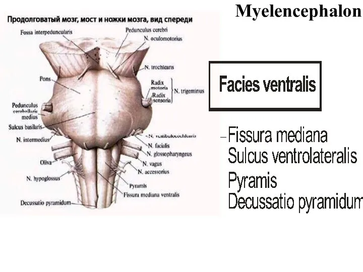 Myelencephalon