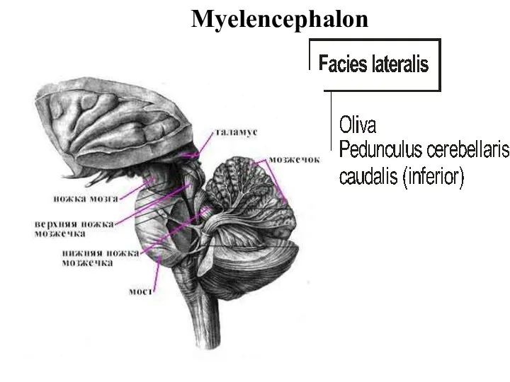 Myelencephalon