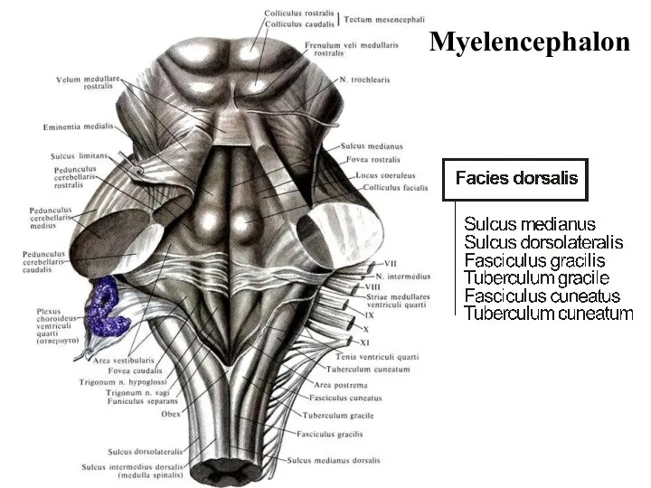 Myelencephalon